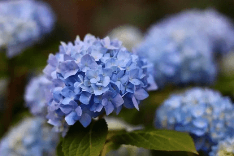 那些盛放在我生命里的花——无尽夏