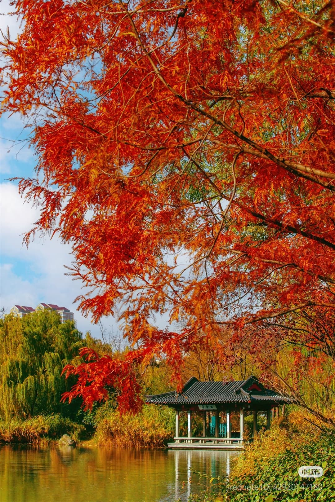 大明湖