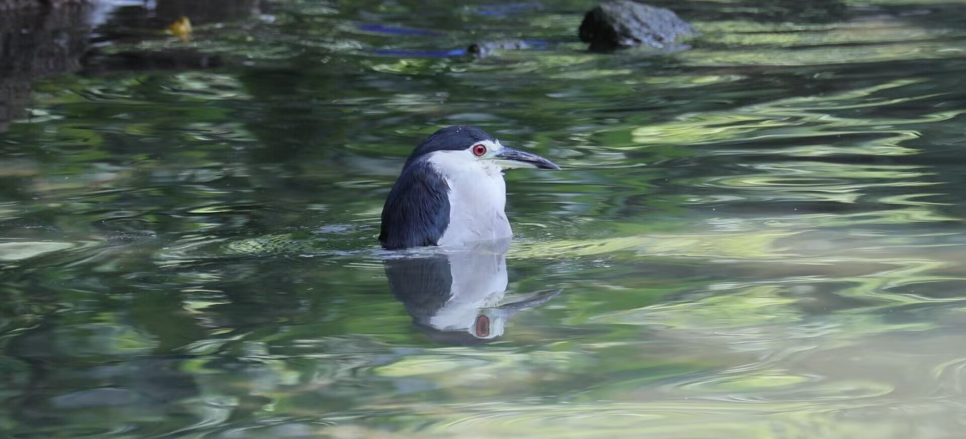 夜鹭心情识别器